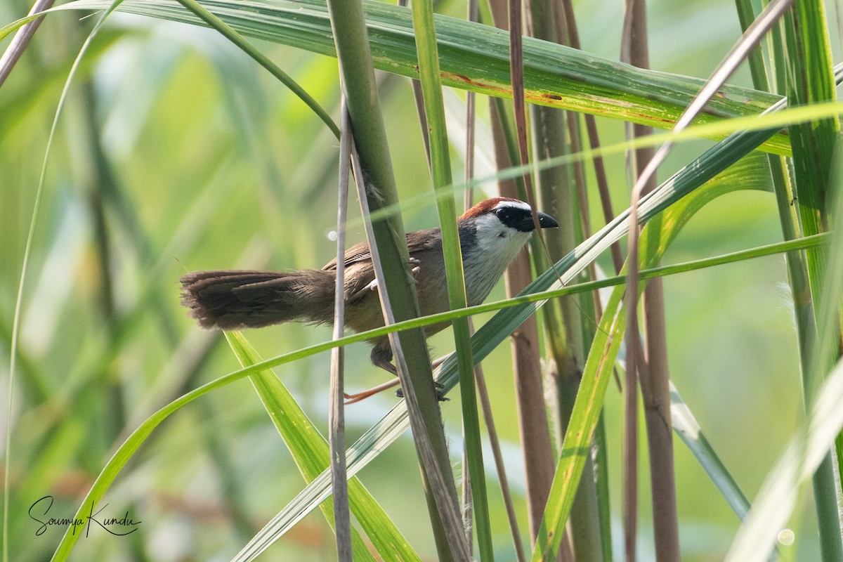 Chestnut-capped Babbler - Soumya Kundu