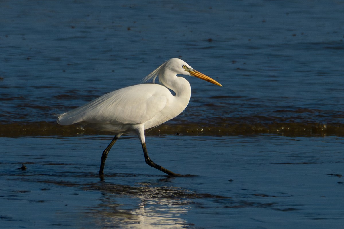 Chinese Egret - Stanley T Shao