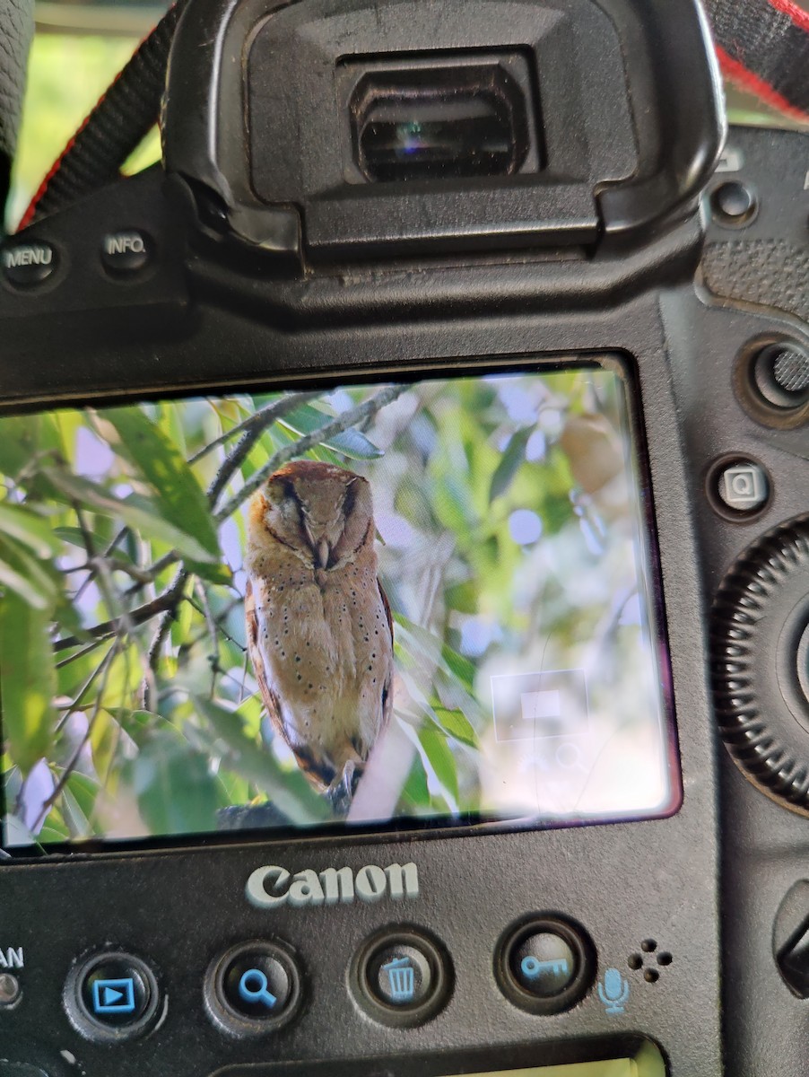 Sri Lanka Bay-Owl - Anagha devi