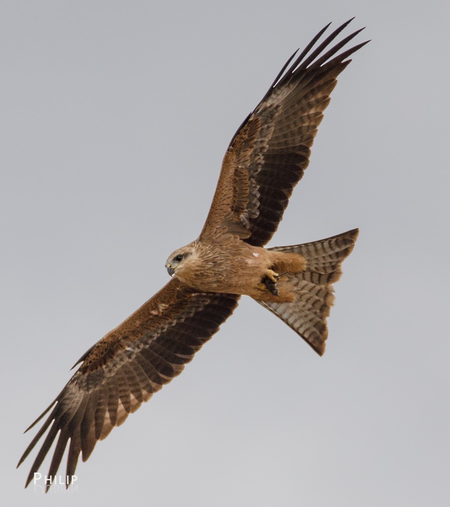 Black Kite - ML56212861