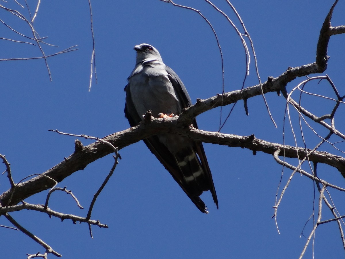 Plumbeous Kite - Michaela & Klemens Wernisch