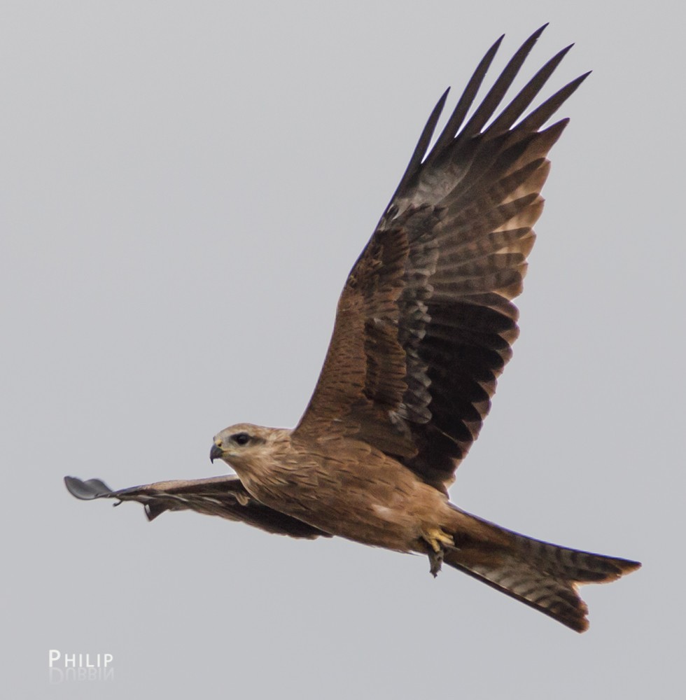 黑鳶 - ML56212881