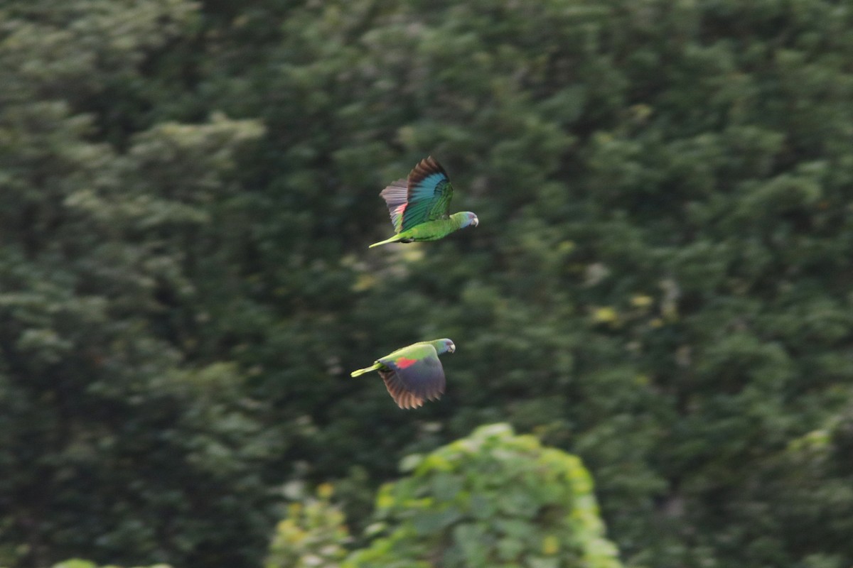 Red-necked Parrot - Richard Dunn