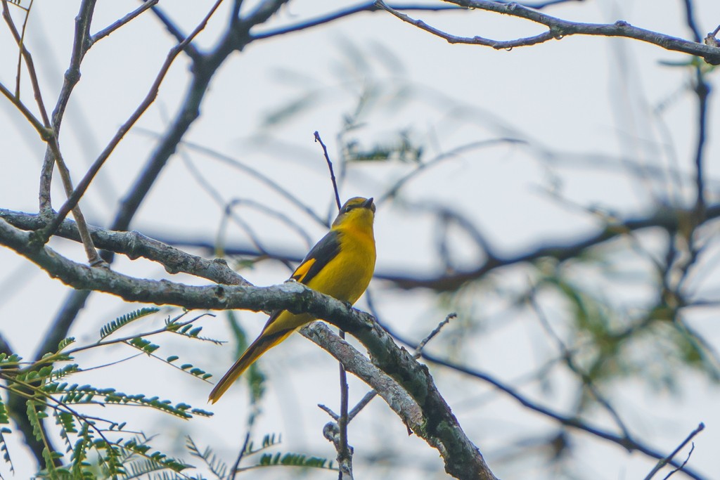 Short-billed Minivet - ML562129341