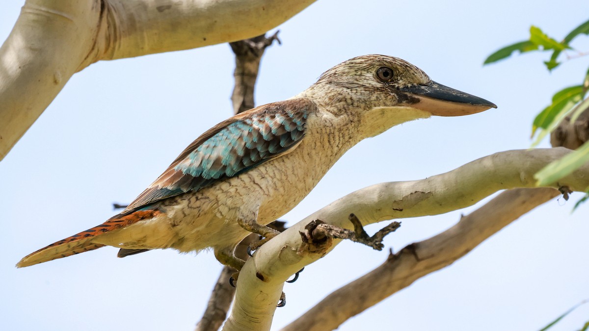 Blue-winged Kookaburra - Alan Melville