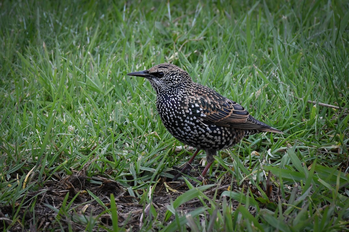 European Starling - ML562129631