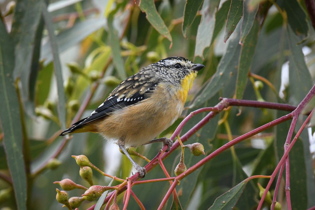 Spotted Pardalote - ML562129691