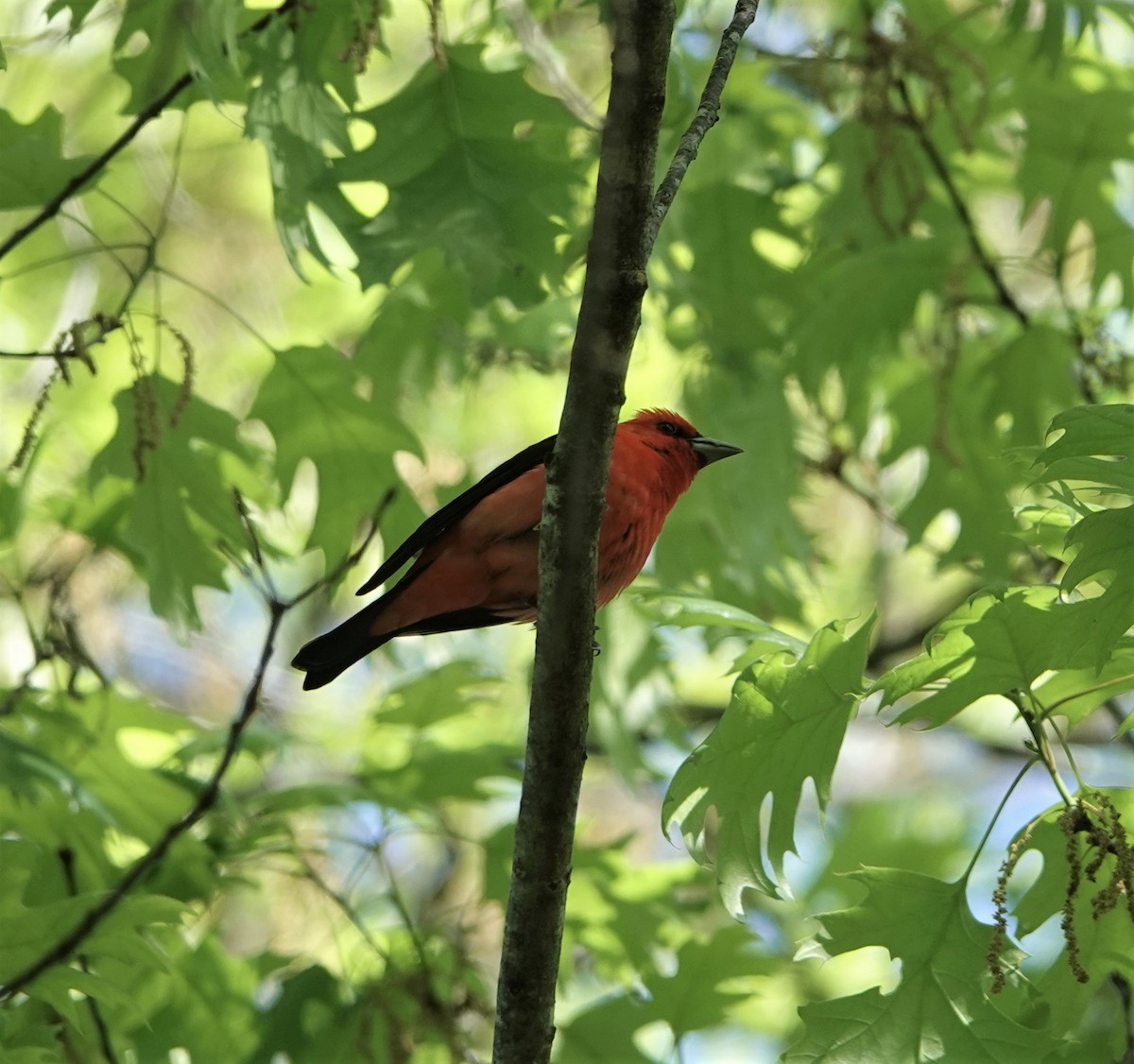 Scarlet Tanager - Brian Carlson