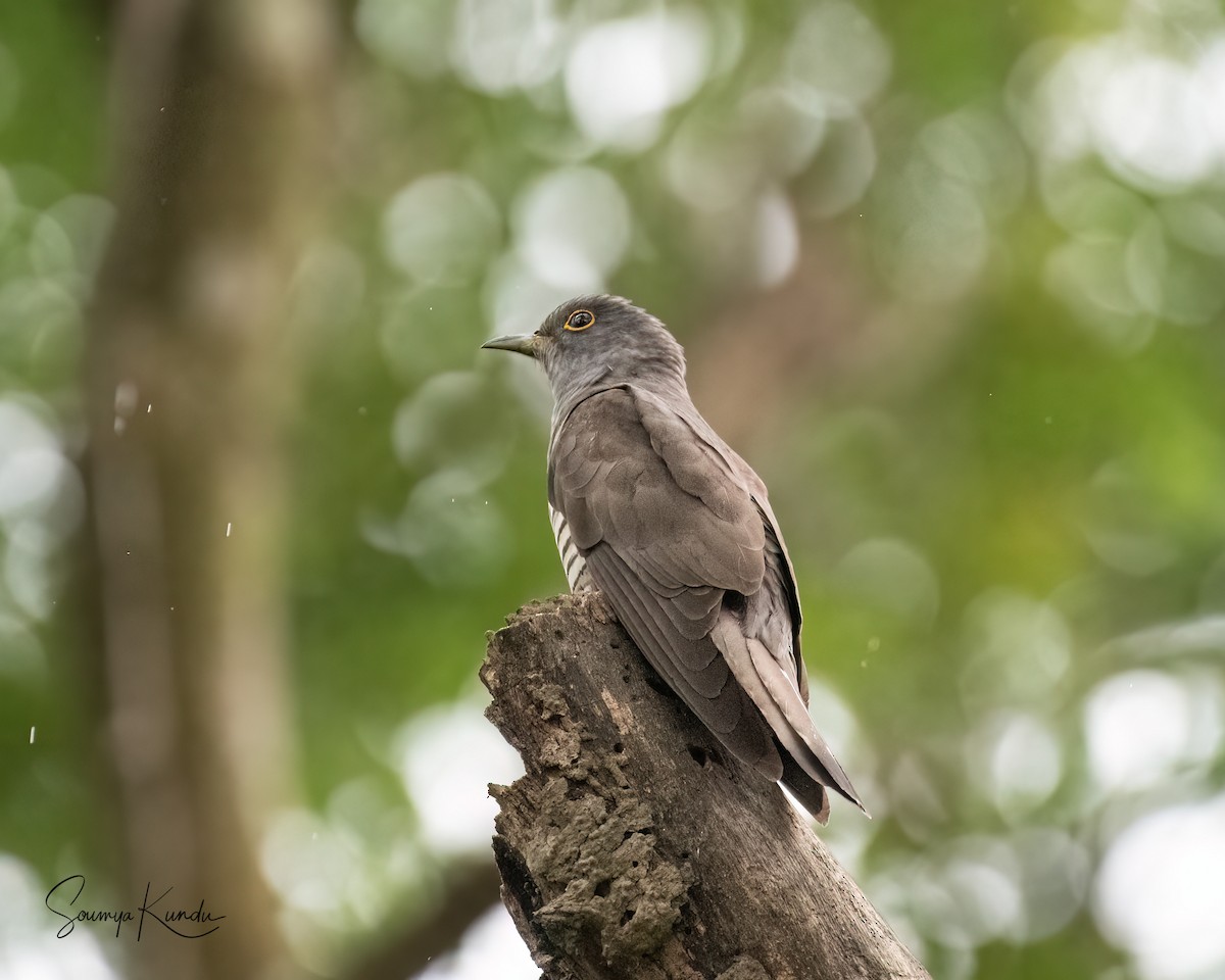 Indian Cuckoo - Soumya Kundu