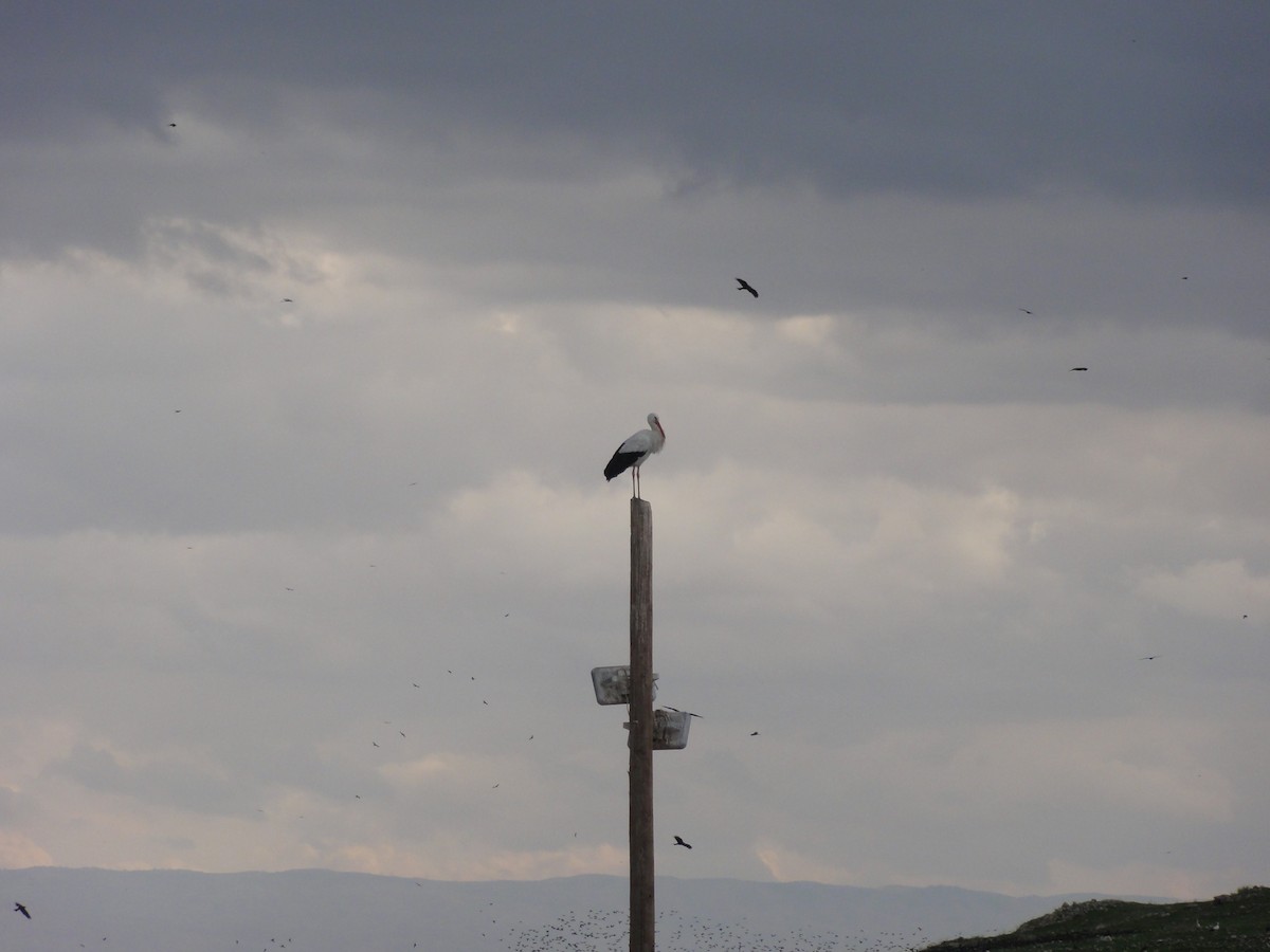 White Stork - ML562131271