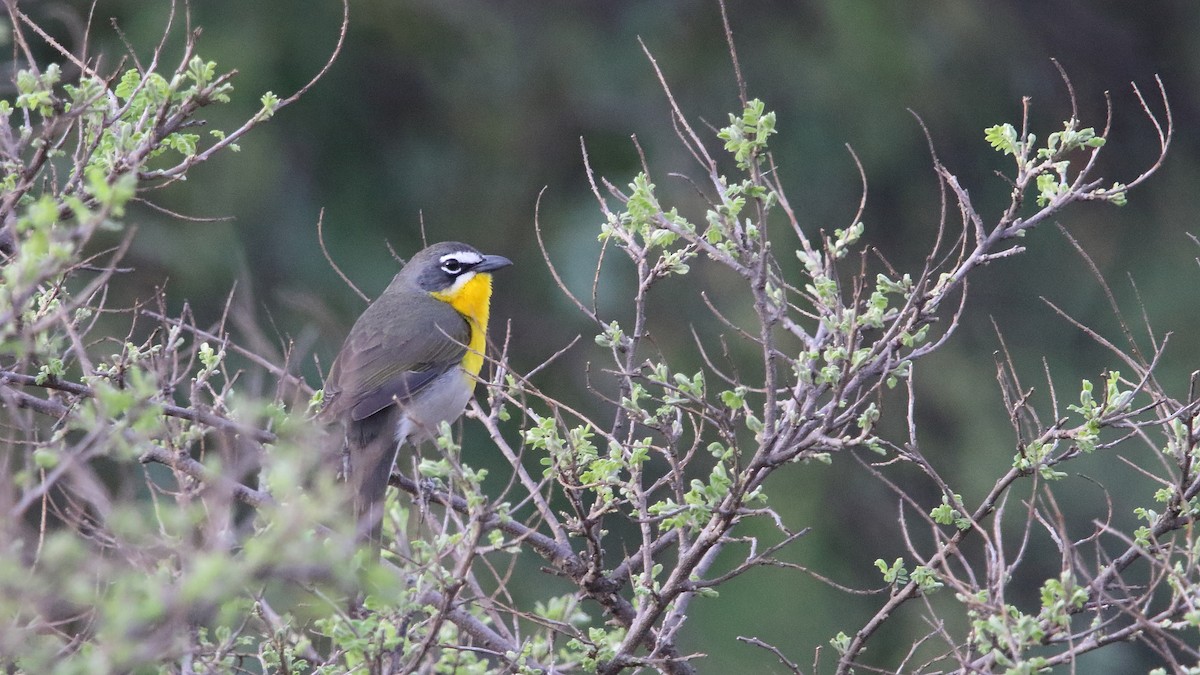 lesníček žlutoprsý (ssp. auricollis) - ML562131581