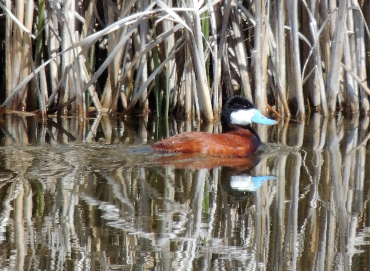 Ruddy Duck - ML56213171