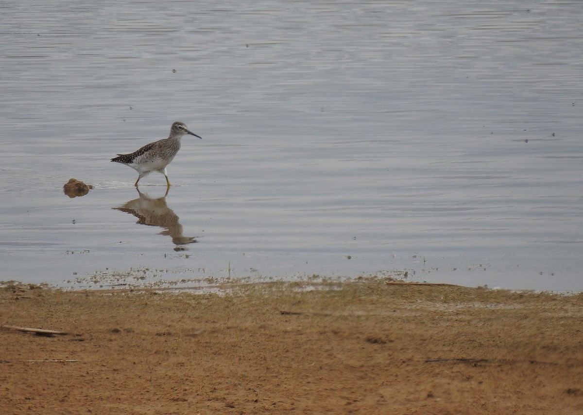 Wood Sandpiper - ML562131941