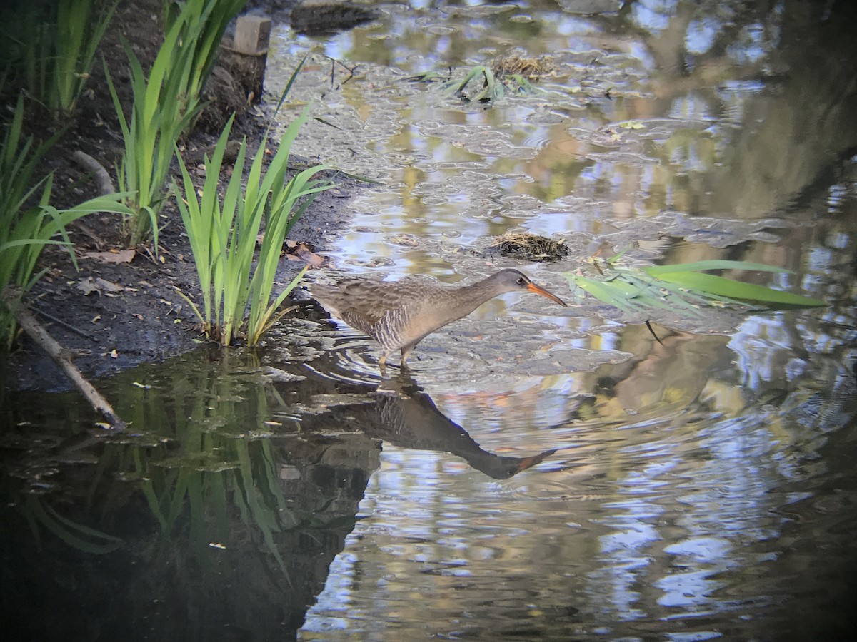 Clapper Rail - ML56213211