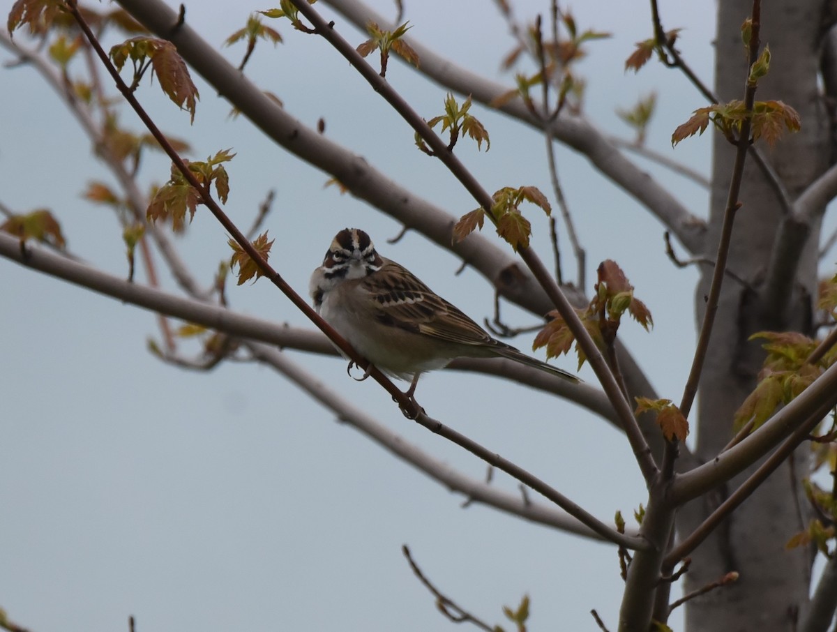 Lark Sparrow - ML562132141