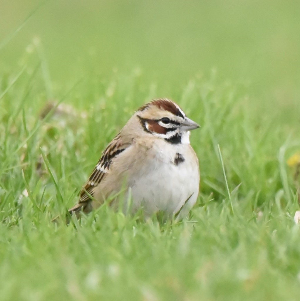 Lark Sparrow - ML562132181