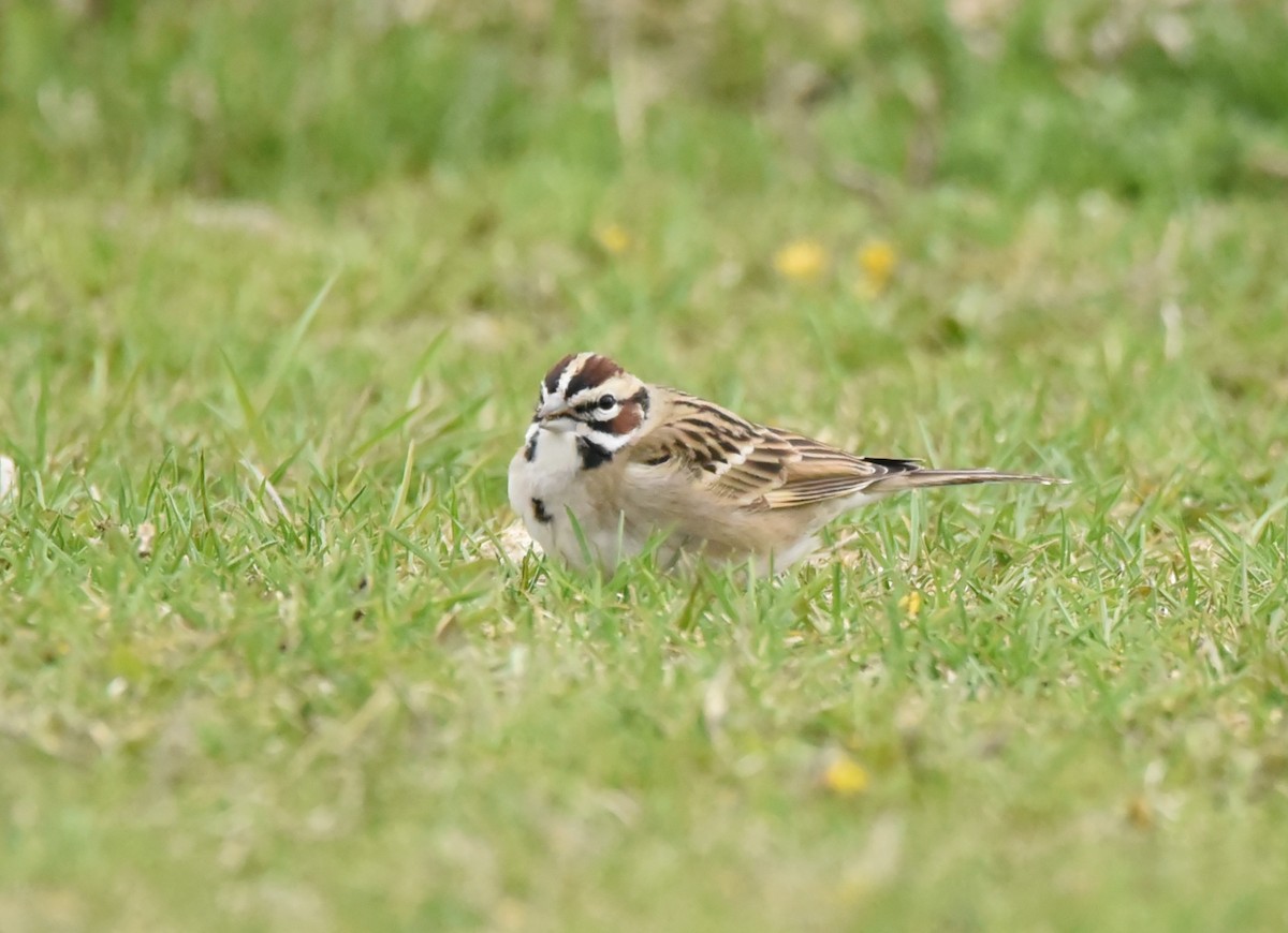 Lark Sparrow - ML562132191