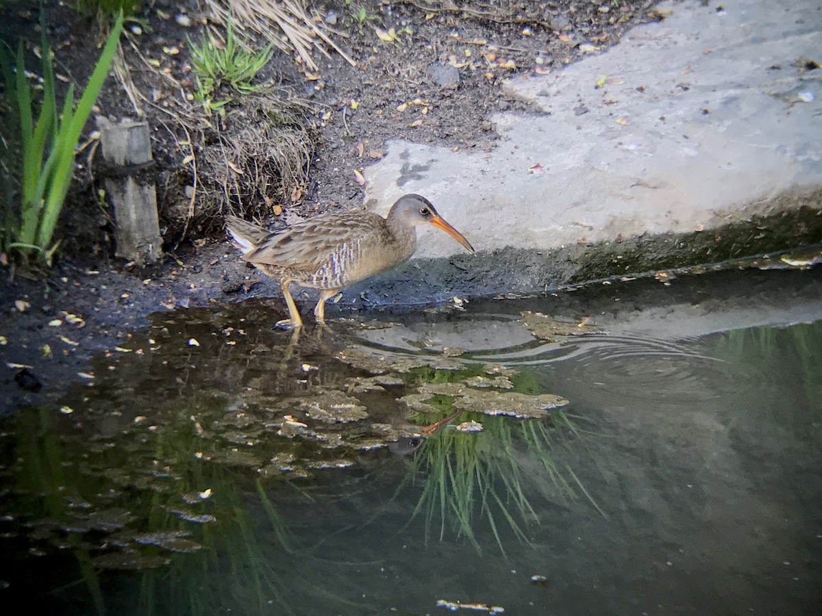 Clapper Rail - ML56213221