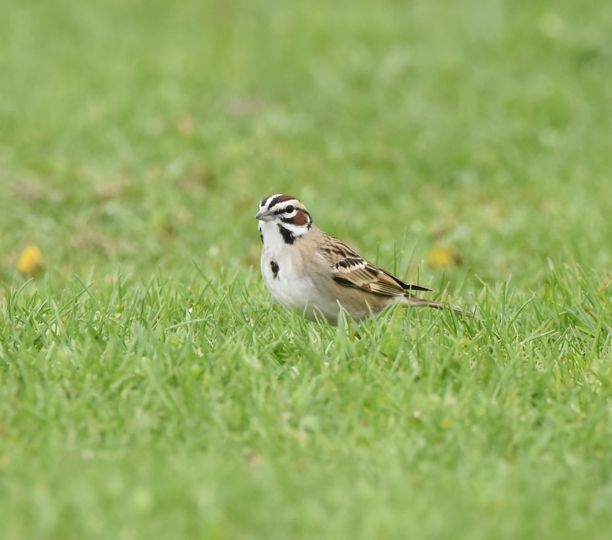 Lark Sparrow - ML562132241