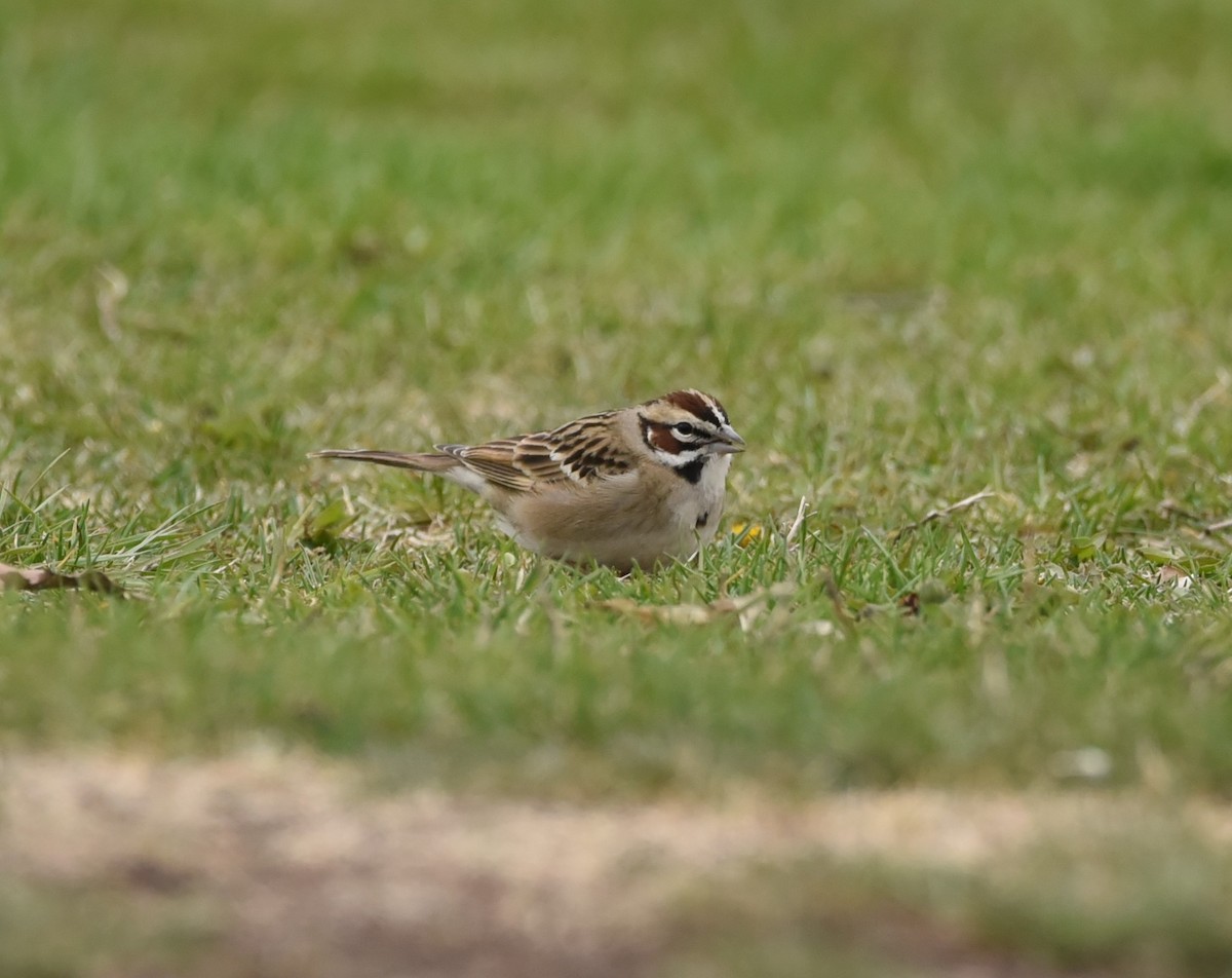 Lark Sparrow - ML562132271