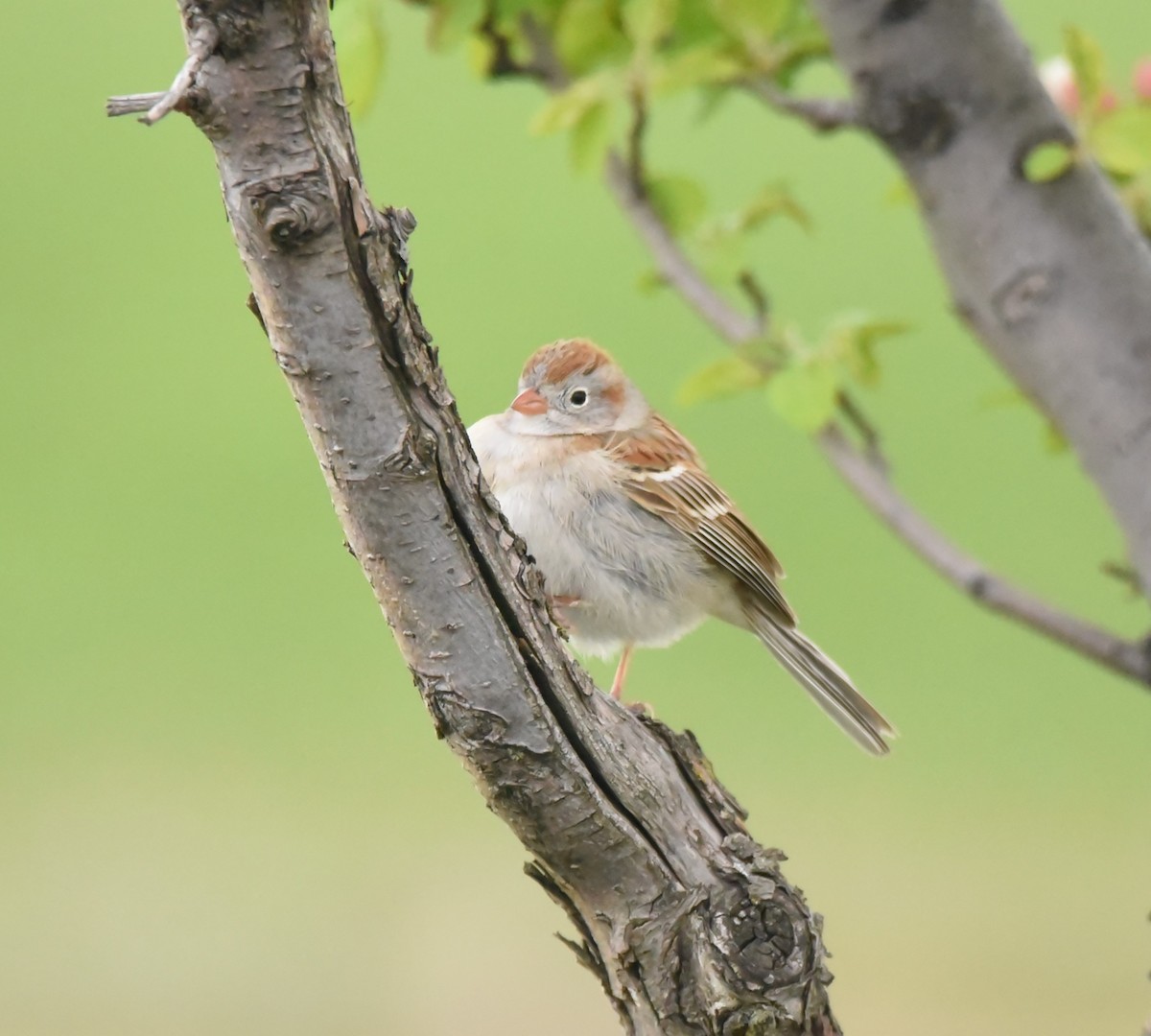 Field Sparrow - ML562132291