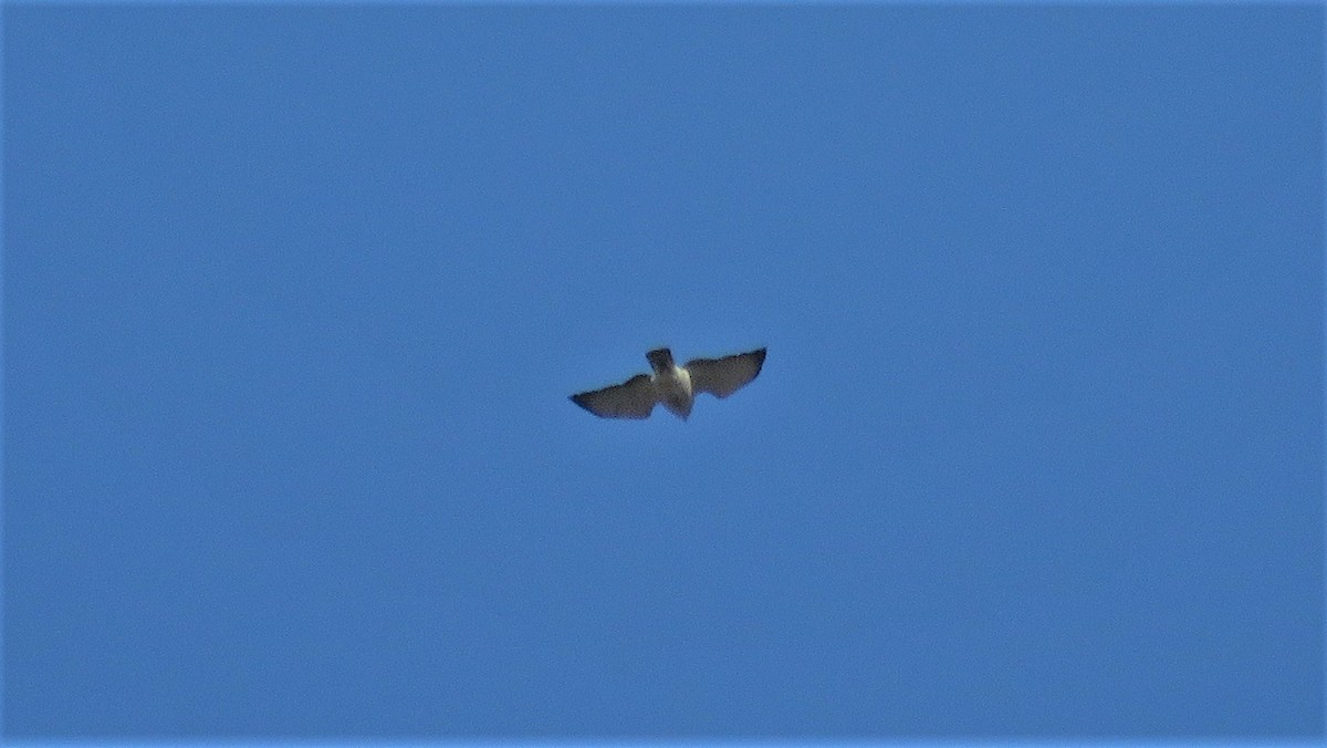 Broad-winged Hawk - Dan J. MacNeal