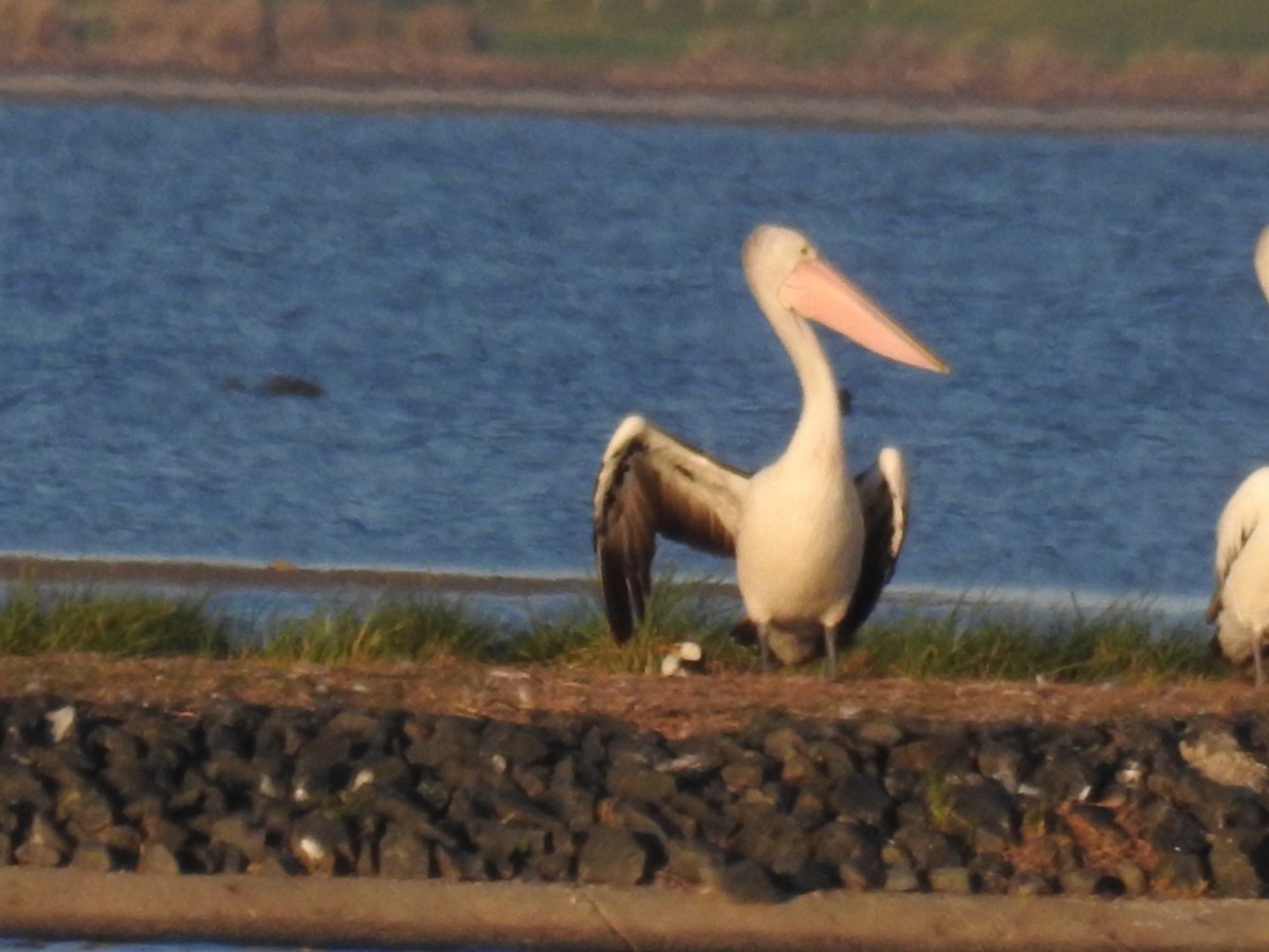 Australian Pelican - ML562133571