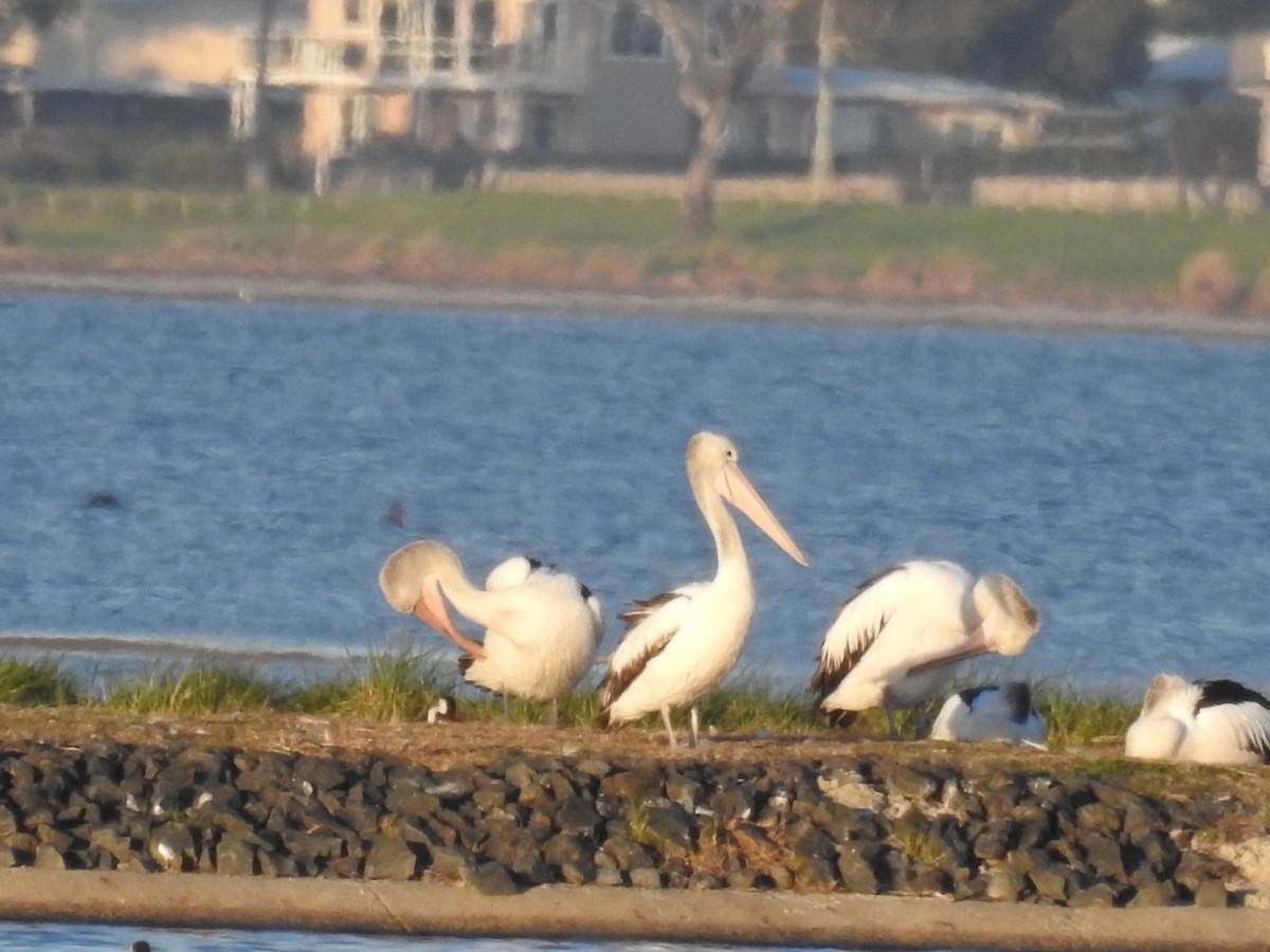 Australian Pelican - ML562133581