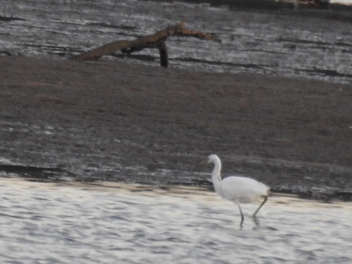 Great Egret - ML562133661