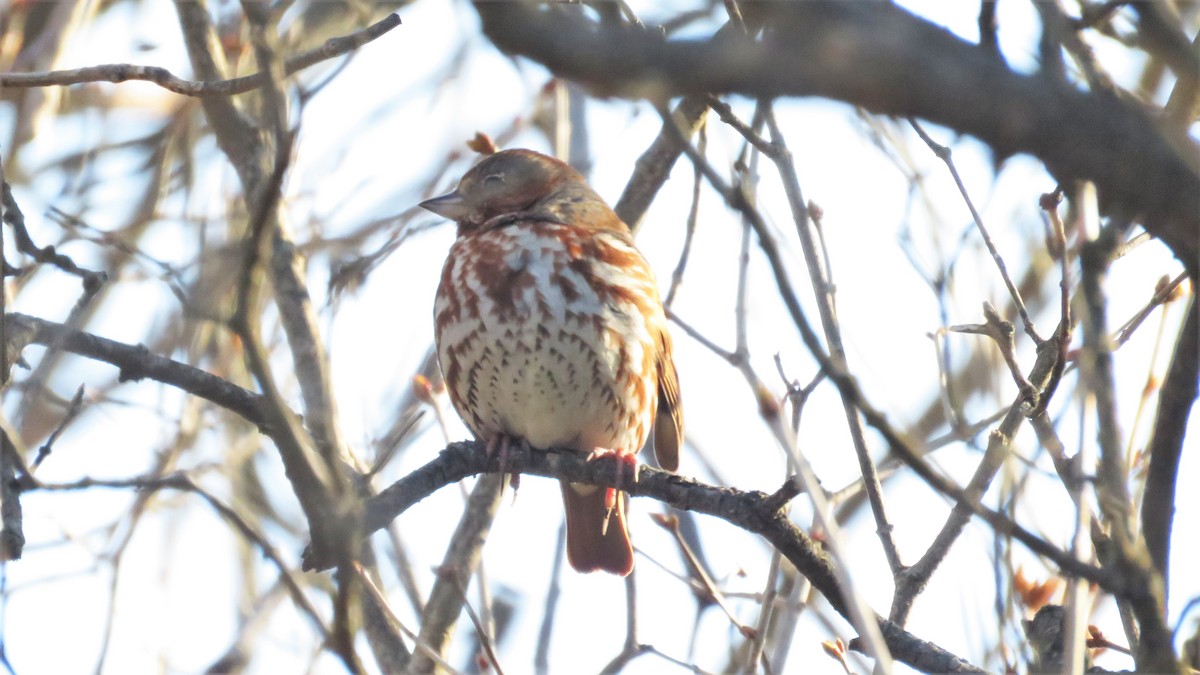 Fox Sparrow - Dan J. MacNeal