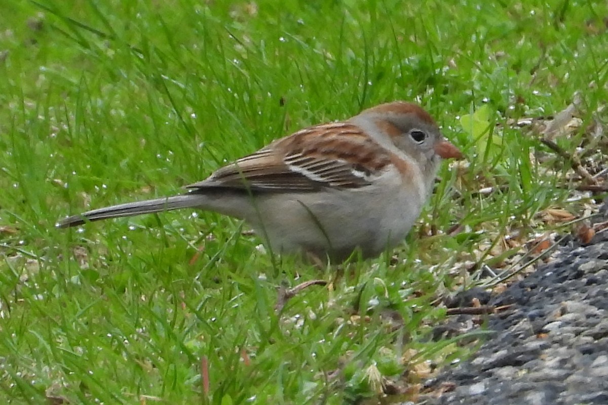 Field Sparrow - ML562134221