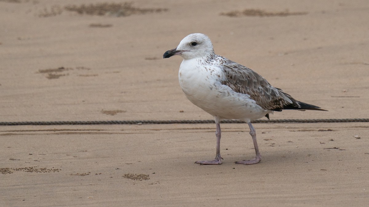 Lesser Black-backed Gull (fuscus) - ML562134481