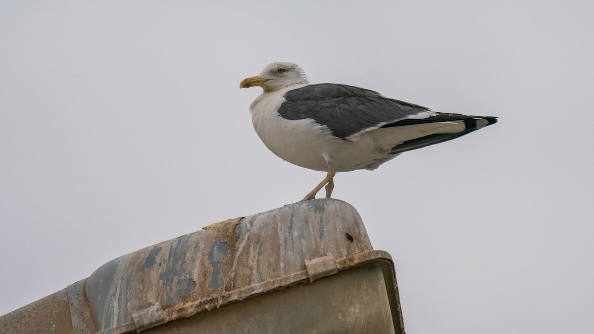 Lesser Black-backed Gull (fuscus) - ML562134491