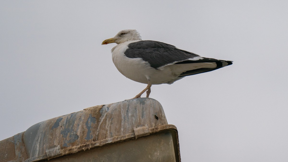 Lesser Black-backed Gull (fuscus) - ML562134501