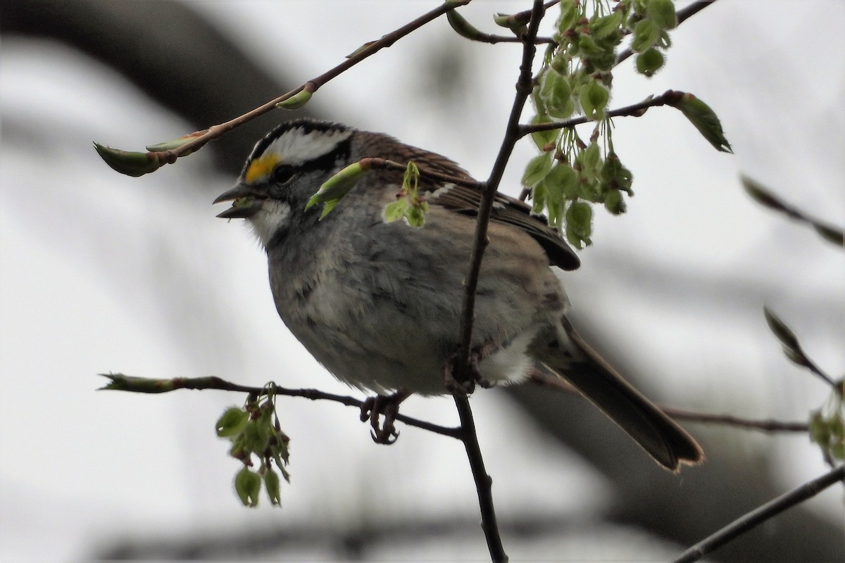 White-throated Sparrow - ML562135061