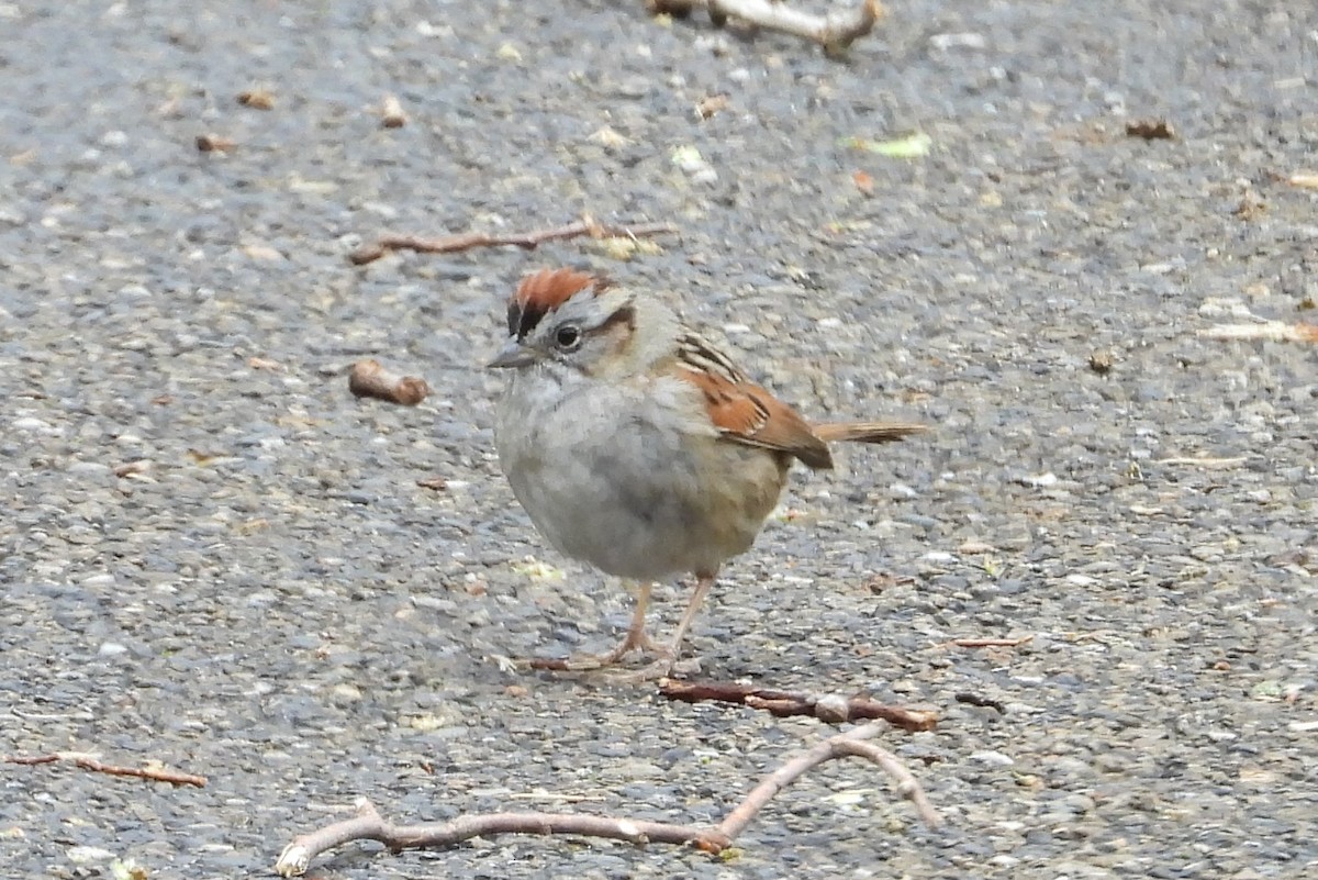Swamp Sparrow - ML562135261