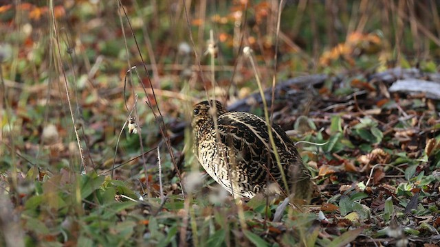 Bécassine de Strickland - ML562135531