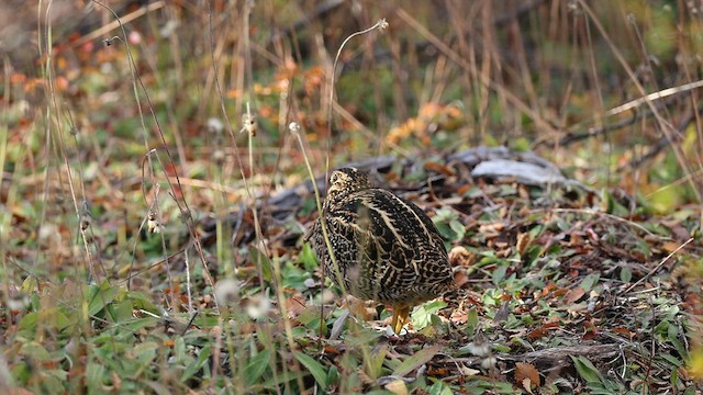 Fuegian Snipe - ML562136441