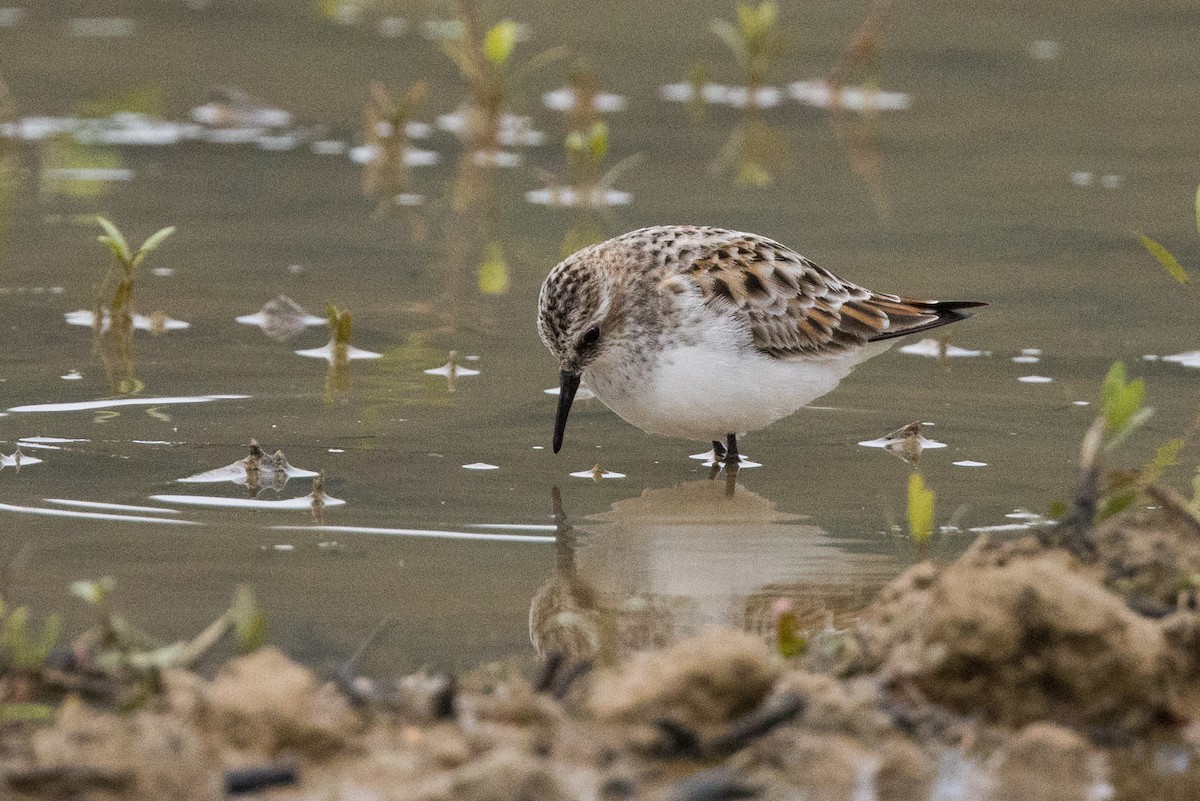 Little Stint - ML562137041