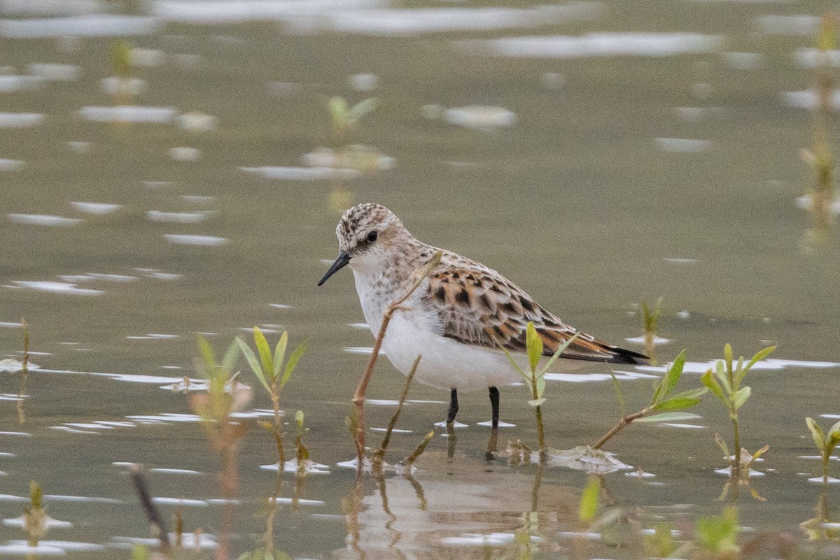 Little Stint - ML562137051