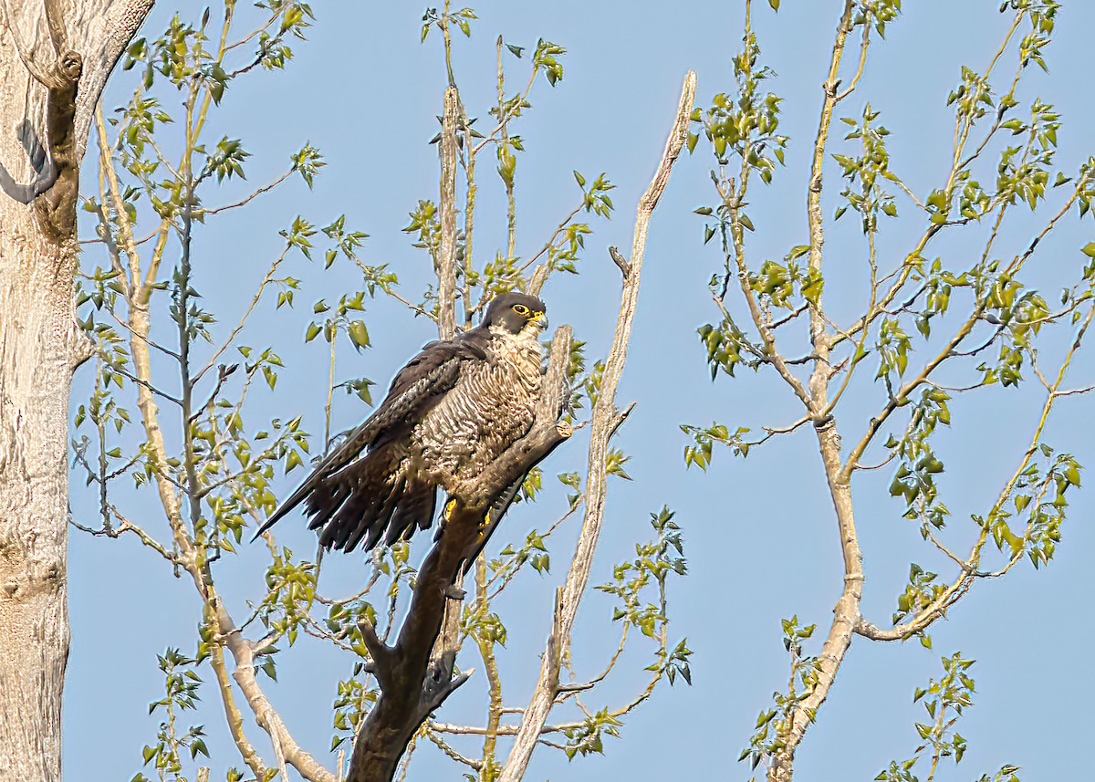 Peregrine Falcon - ML562138411