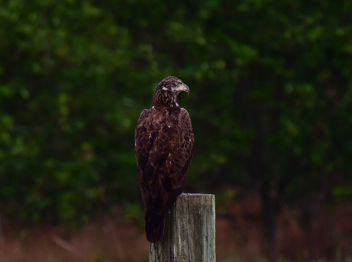 Bald Eagle - ML562139451