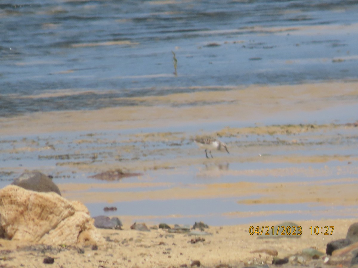 Little Stint - ML562141151