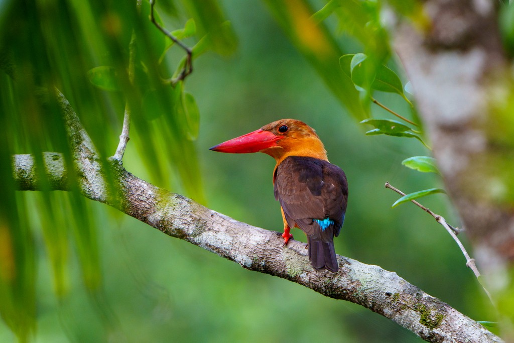 Brown-winged Kingfisher - ML562141821