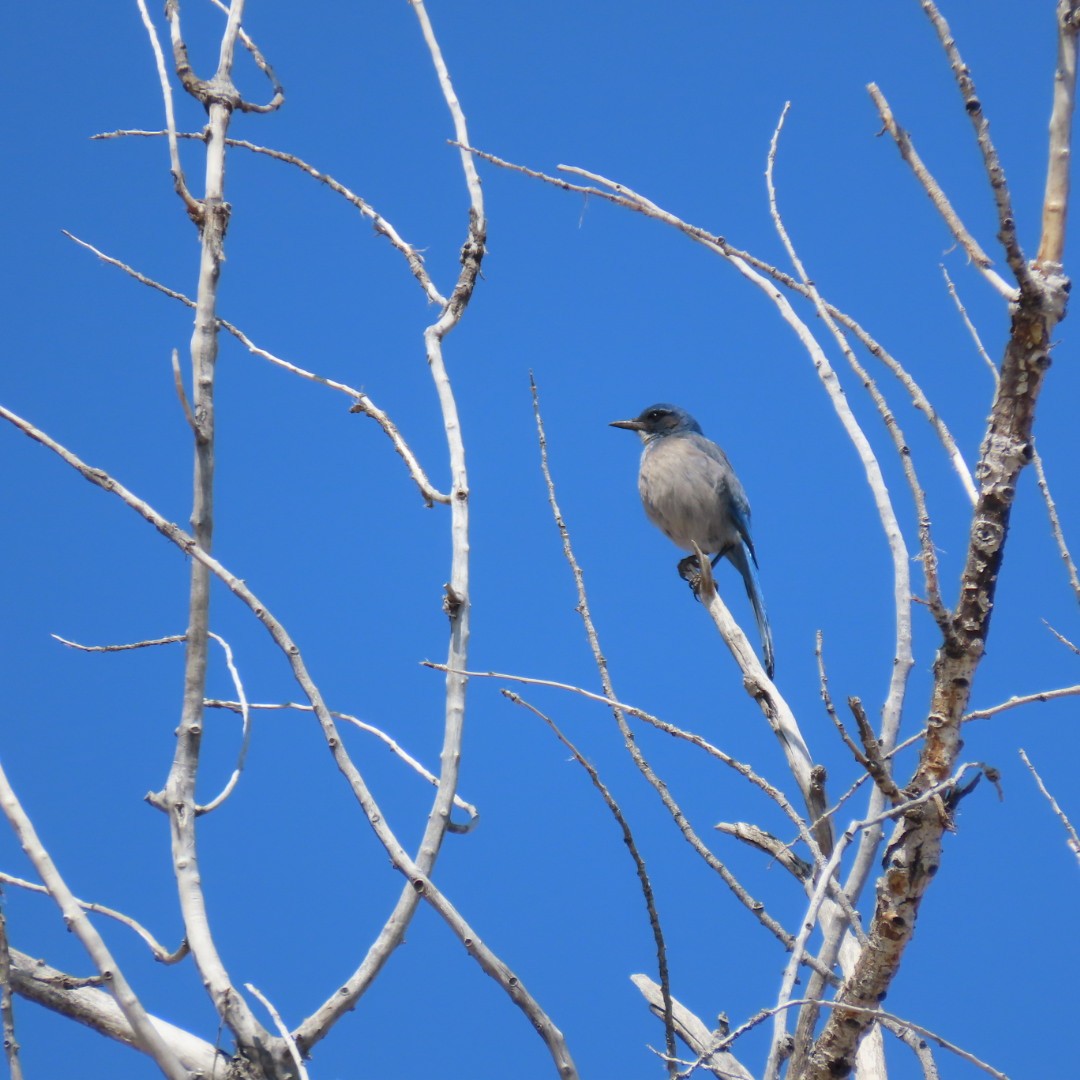 Woodhouse's Scrub-Jay - ML562141971