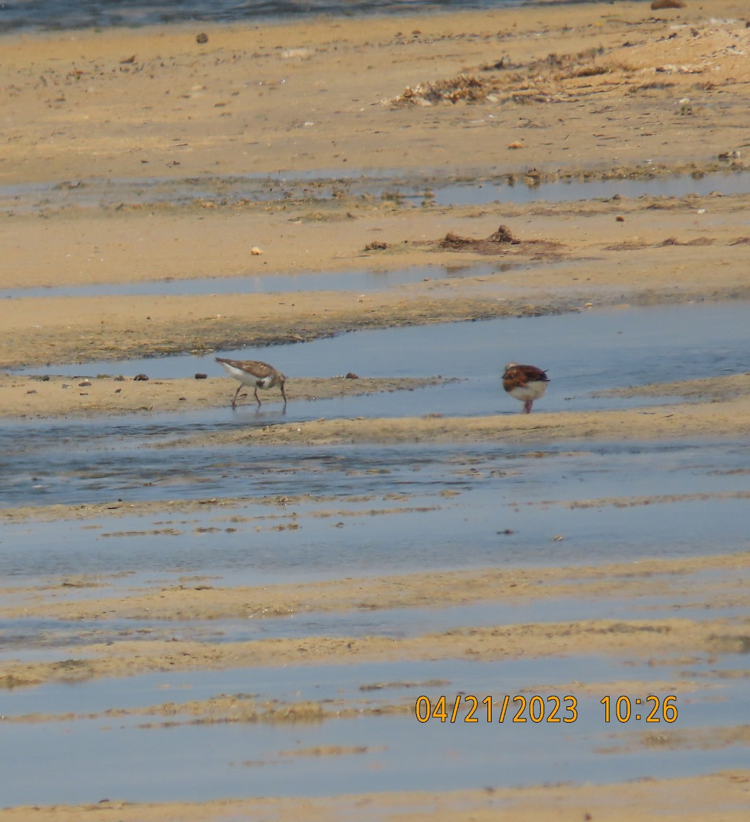 Dunlin - Ute Langner