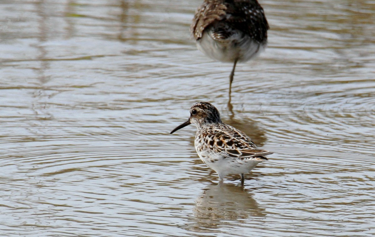 Broad-billed Sandpiper - ML562143431