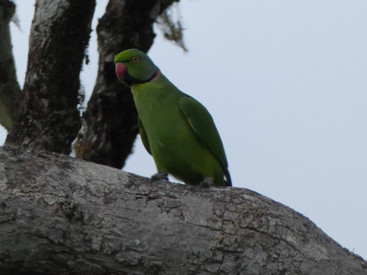 Echo Parakeet - ML562143461