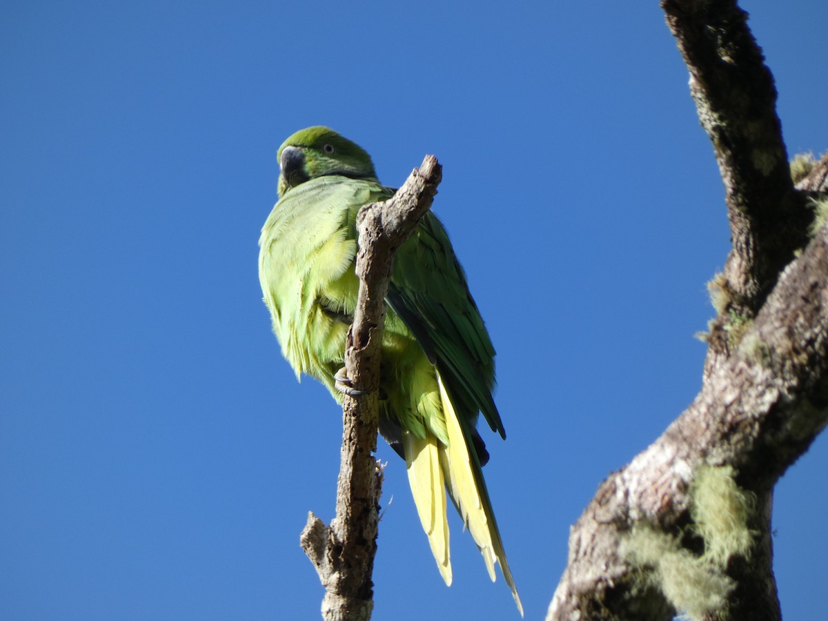 Morityus Yeşil Papağanı - ML562143481