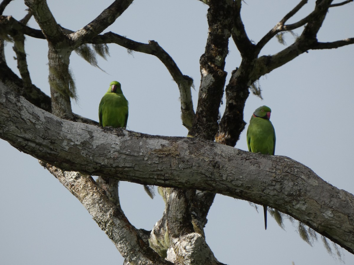 Morityus Yeşil Papağanı - ML562143491